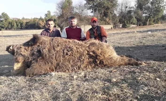 Bursa'da avcılar 250 kiloluk domuz yakaladı