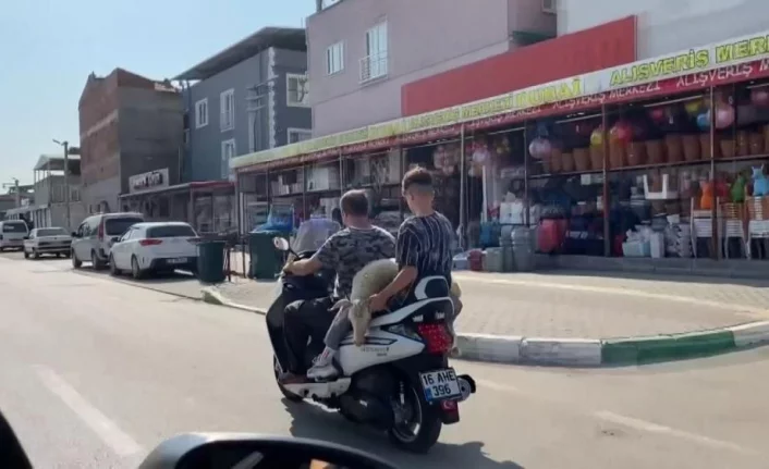 Bursa'da baba ve oğul motosiklet üzerinde koyun taşıdılar