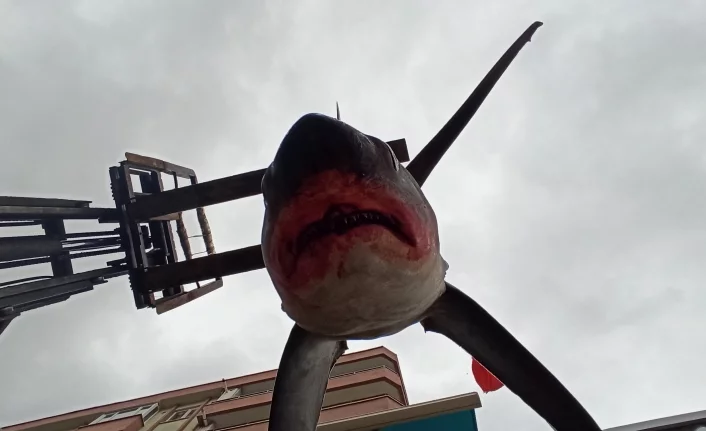 Bursa'da balıkçıların ağına 200 kiloluk köpekbalığı takıldı