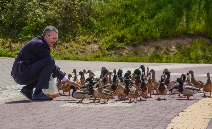 Bursa'da Başkan Özkan Uluabat'taki ördekleri elleriyle besledi
