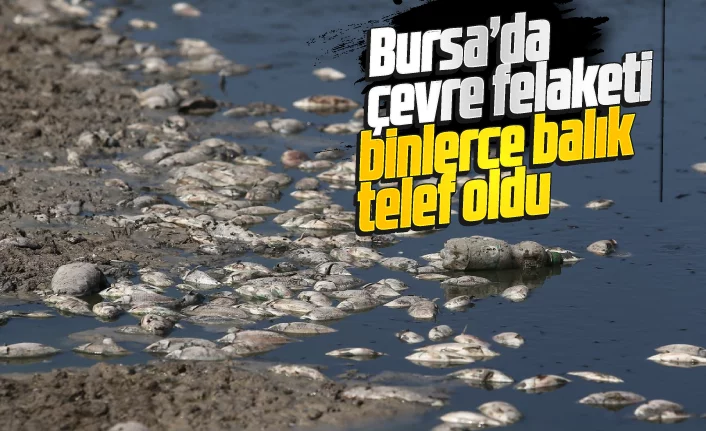 Bursa'da binlerce balık telef oldu