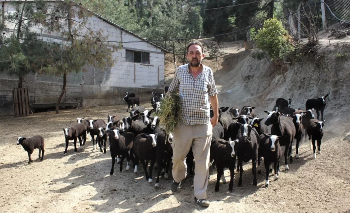 Bursa'da bu koyunu almak isteyenler 5 ay bekliyor