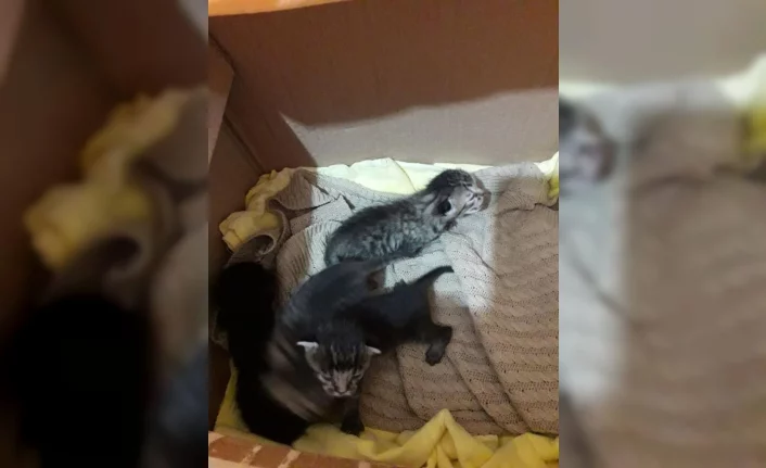 Bursa'da çuvala konulan yavru kediler ölmekten son anda kurtarıldı