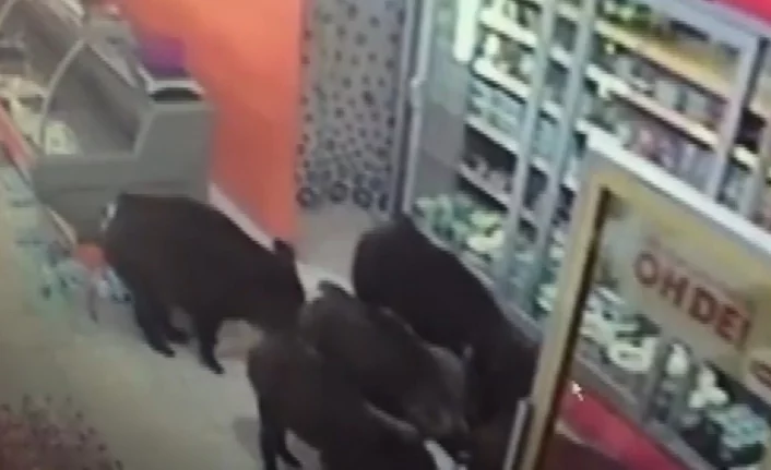 Bursa'da domuzlar markete girdi