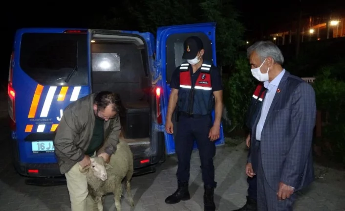 Bursa'da firar eden kurbanlık koçu 13 saat sonra jandarma ekipleri buldu