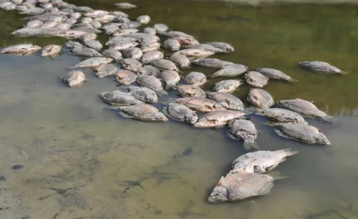 Bursa'da göletteki sular çekildi, yüzlerce balık telef oldu