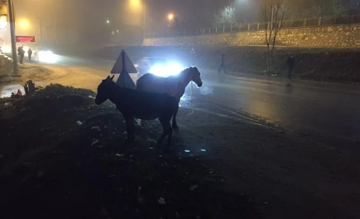 Bursa'da İnegöl'de başıboş atlar yürekleri ağza getirdi