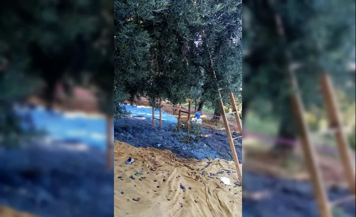 Bursa'da kahreden ölüm: Ağaçta düştü!