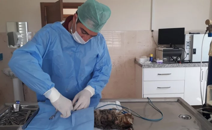 Bursa'da kazazede kedi ameliyat edildi