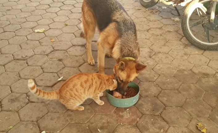 Bursa'da kedi ve köpeğin şaşırtan dostluğu