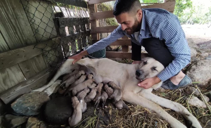 Bursa'da köpeği tek seferde 'servet' doğurdu