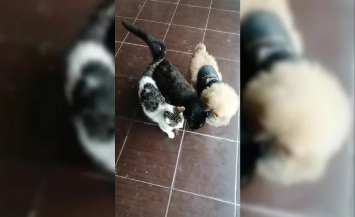 Bursa'da köpekle kedilerin sevimli dostluğu