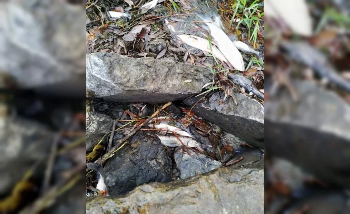 Bursa'da korkutan görüntü! Balık ölümleri tedirgin ediyor