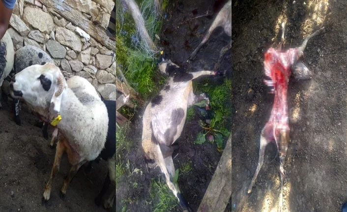 Bursa'da kurbanda satmaya hazırlandığı kuzularını kurt yedi