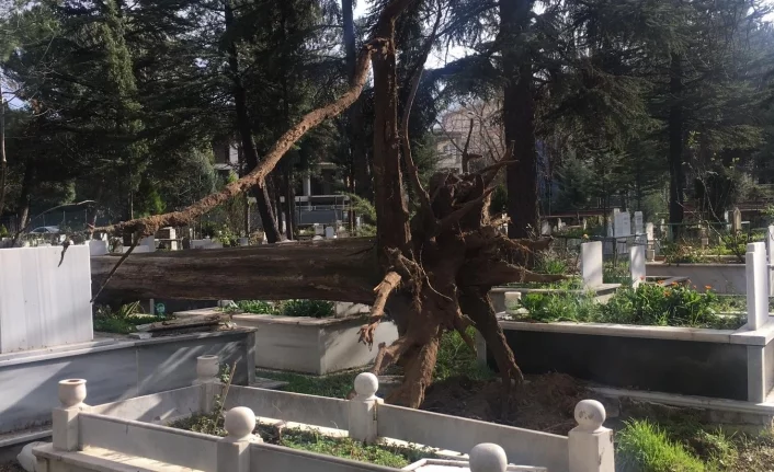 Bursa'da lodos yüzünden devrilen ağaçlar mezarlara zarar verdi