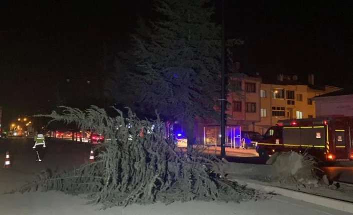 Bursa'da lodosun devirdiği ağaç yolu ulaşıma kapattı