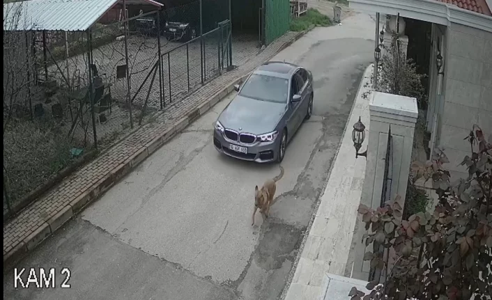 Bursa'da lüks otomobille kovaladığı köpeğe kurşun yağdırdı!