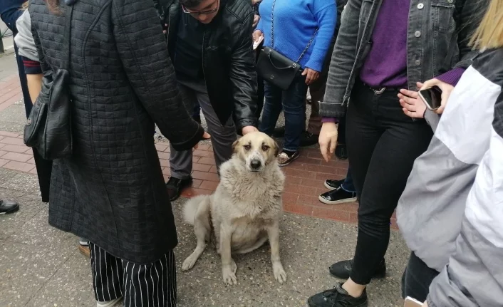 Bursa'da numaracı köpek herkesi şaşırttı