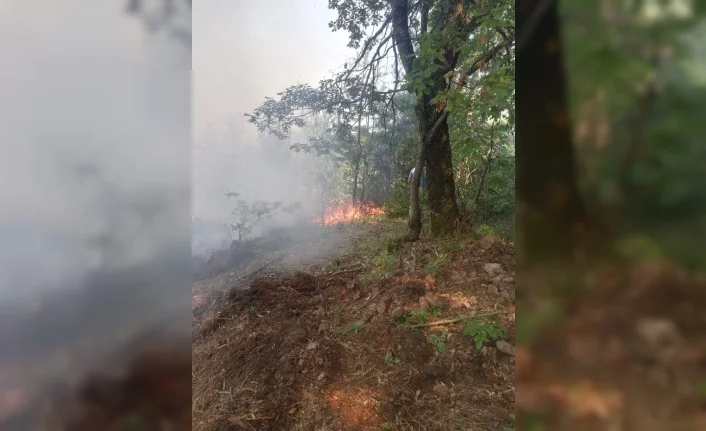 Bursa'da orman yangını paniği