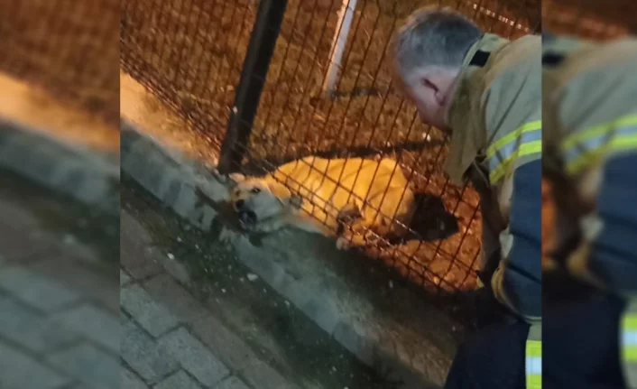 Bursa'da parkın koruma tellerine sıkışan köpeği itfaiye kurtardı