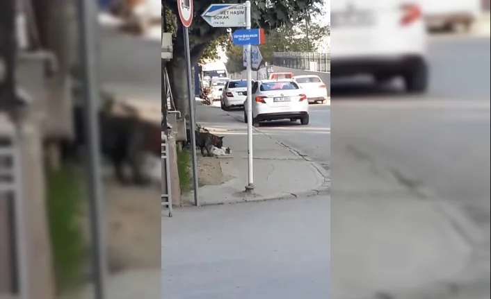 Bursa'da pitbull dehşeti! Sokak kedisini parçaladı...