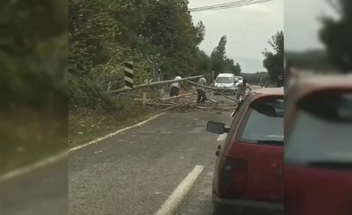Bursa'da rüzgar ağaçları devirdi, yol trafiğe kapandı!