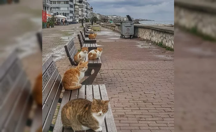 Bursa'da sahiller kedilere kaldı