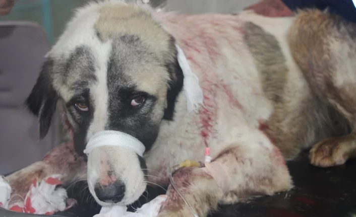 Bursa'da vicdansız hırsız köpeğe şiddet uyguladı