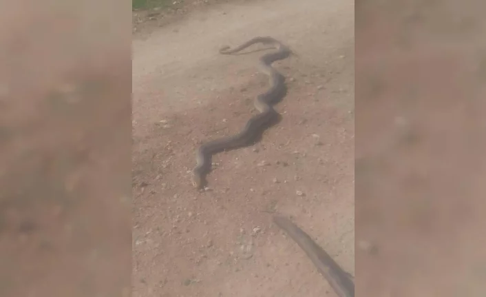 Bursa'da yılanlar yine ortaya çıktı!