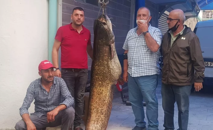 Bursa İznik Gölü'nde dev balık görenleri hayrete düşürdü!