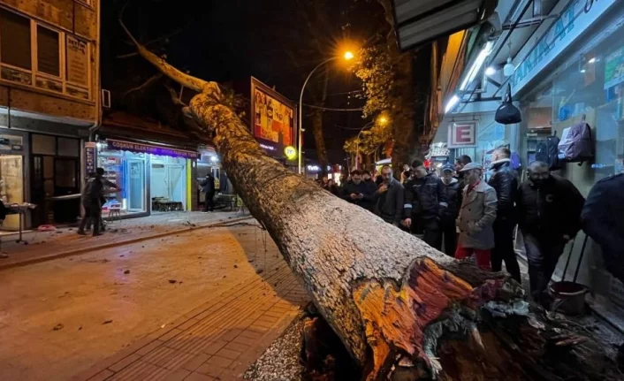 Bursa’da 40 metrelik çınar ağacı dükkanların üzerine devrildi