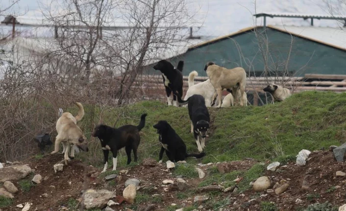 Bursa’da aç kalan sokak köpekleri 280 kazı telef etti