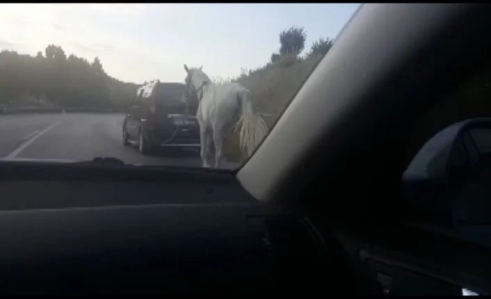 Bursa’da atı arabanın arkasına bağlayıp metrelerce çekti