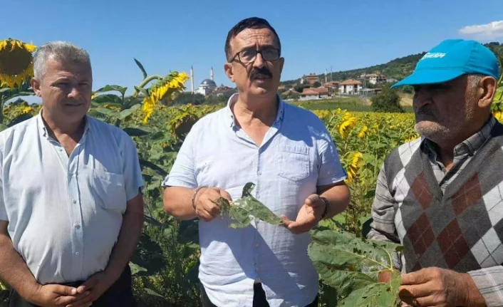 Bursa’da ayçiçeği tarlalarında çayır tırtılı istilası