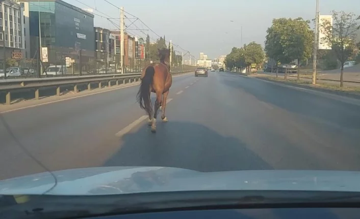 Bursa’da başıboş at ana yolda trafiği altüst etti