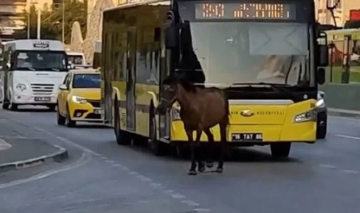 Bursa’da başıboş at trafiği aksattı