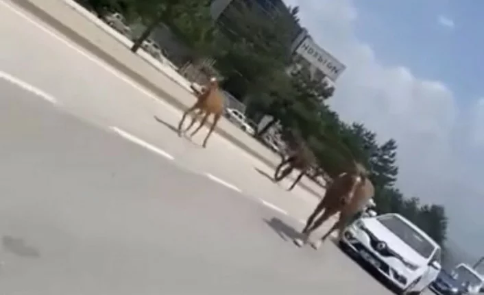 Bursa’da başıboş atlar trafiği felç etti