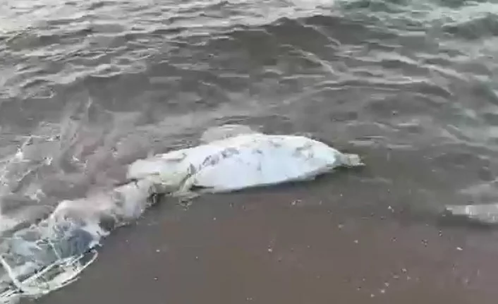 Bursa’da bir ölü yunus balığı daha karaya vurdu