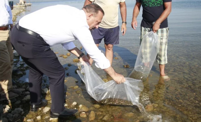 Bursa’da göl ve göletlere 1 milyon 756 bin adet yavru sazan balığı bırakıldı