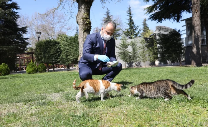 Bursa’da sokak hayvanlarına 62 ton mama
