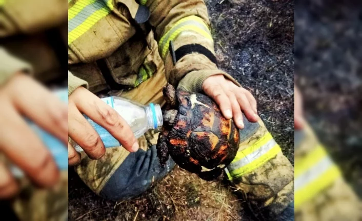 Bursa’da yangının ortasında kalan kaplumbağayı itfaiye ekipleri kurtardı