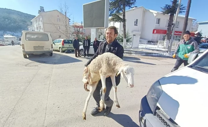 Bursalı çobanlar deprem bölgesine 40 koyun bağışladı