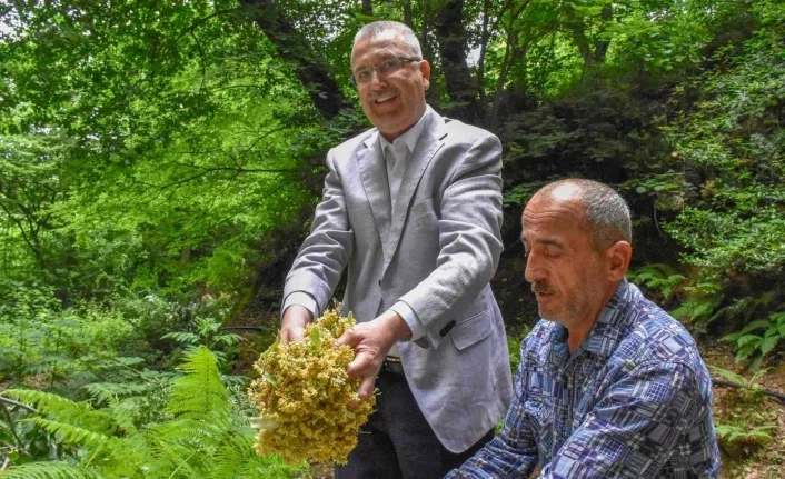 Bursa’nın dünyaca ünlü ıhlamur ormanlarında hasat başladı