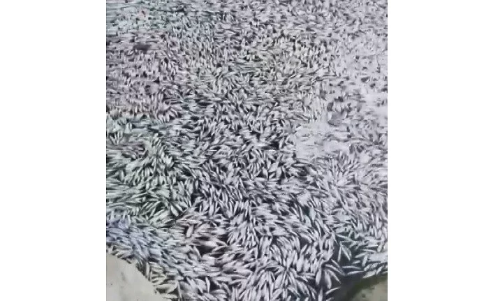 Büyükorhan'da esrarengiz balık ölümleri