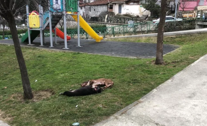 Çocuk parkında dehşet...Kendilerine saldıran Pitbull köpekleri tabancayla öldürdüler
