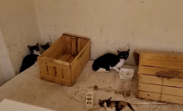 Çöp evden onlarca kedi çıktı