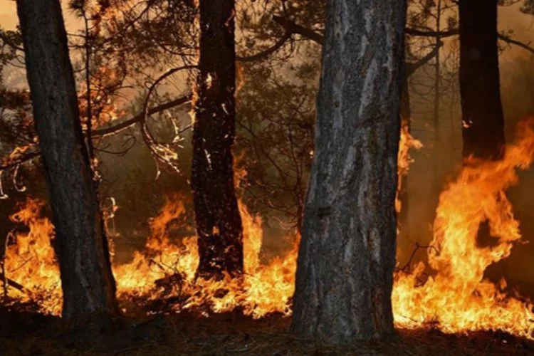 En büyük orman yangınlarının zararlarındaki rehabilitasyon tamamlandı