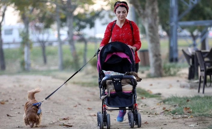 Felçli köpeğini sokak sokak bebek arabasında gezdiriyor