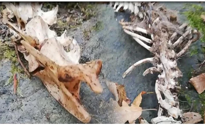 İki ayaklı hayvan iskeleti bulundu!