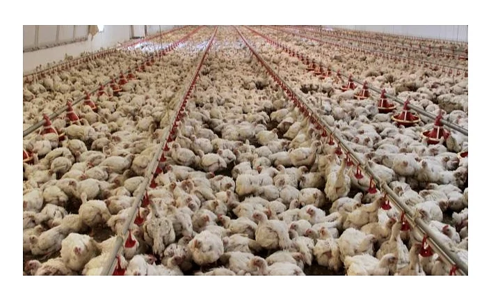 Japonya'da kuş gribi: İtlaf edilen tavuk sayısı 10 milyona yaklaştı